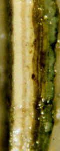 Photomicrograph