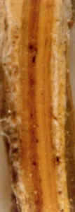 Photo micro graph